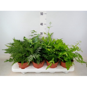 Ferns   ...mix