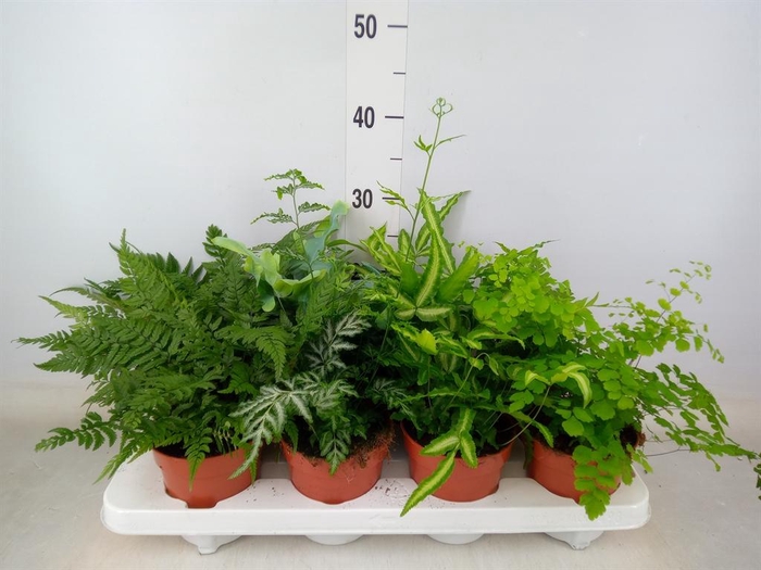 <h4>Ferns   ...mix</h4>