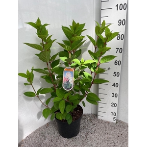 HYDR PANICULATA