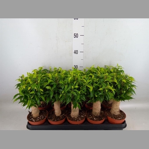 Ficus benja. 'Natasja'