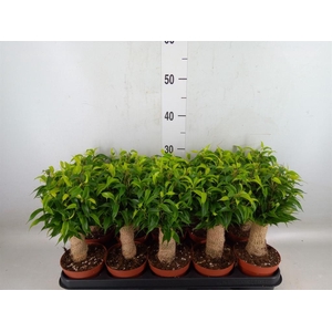 Ficus benja. 'Natasja'