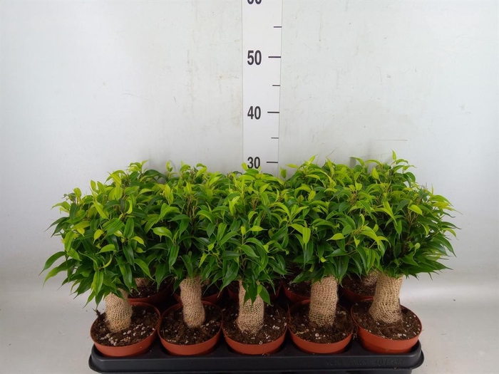 <h4>Ficus benja. 'Natasja'</h4>