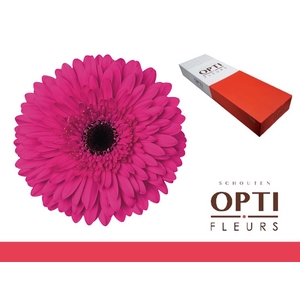 Gerbera Madeira Doos