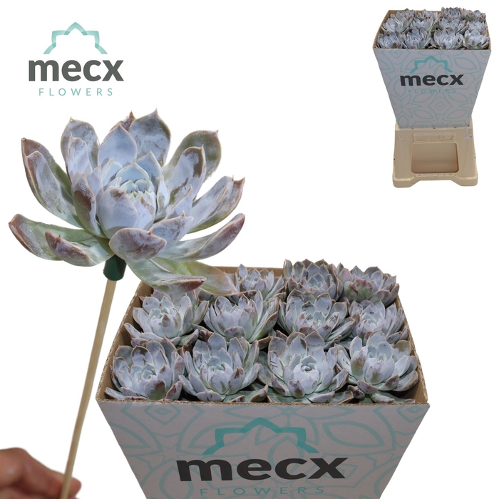 <h4>Echeveria Snowbunny (mecx Flowers) Mecx-emmer 8cm</h4>