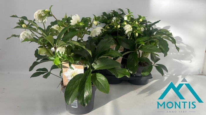 <h4>HELL ORIENTALIS</h4>