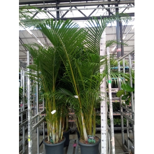 Dypsis lutescens   ...Chrysalidoca