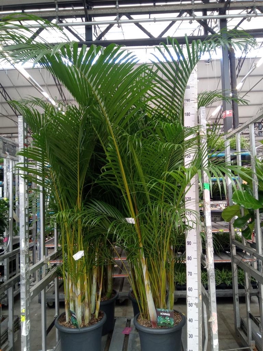 <h4>Dypsis lutescens   ...Chrysalidoca</h4>