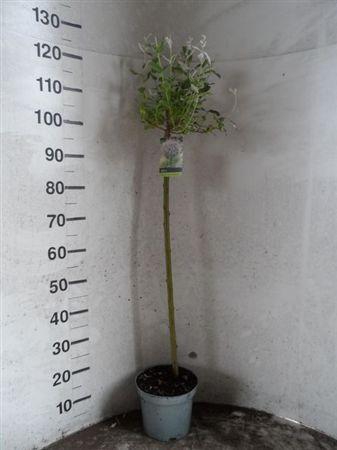 <h4>SALIX IN HAKURO NISH</h4>