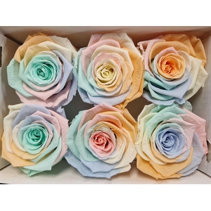 Ro Pres Classic Rainbow Pastel