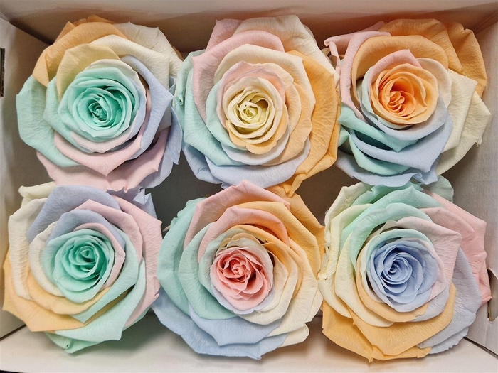 <h4>Ro Pres Classic Rainbow Pastel</h4>