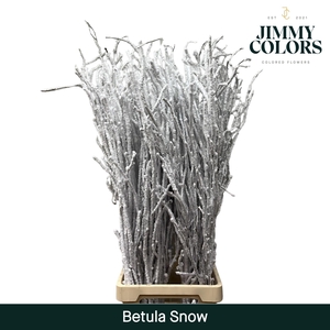 Betula L120 Snow