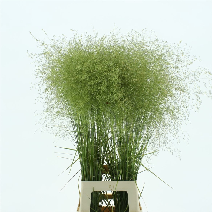 <h4>Deschampsia Silver</h4>