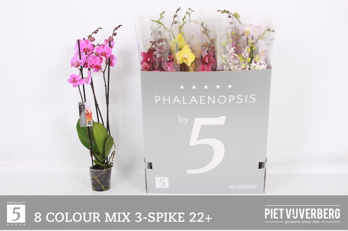 <h4>PHAL GEM 8 KL</h4>