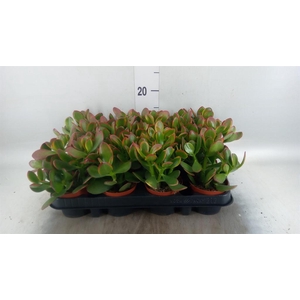Crassula ovata 'Sunset'