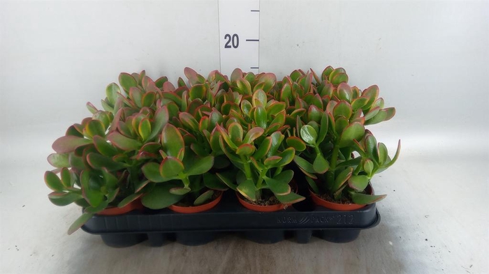 <h4>Crassula ovata 'Sunset'</h4>