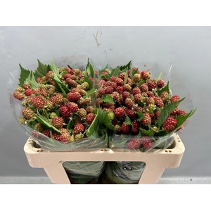RUBUS FR CHESTER