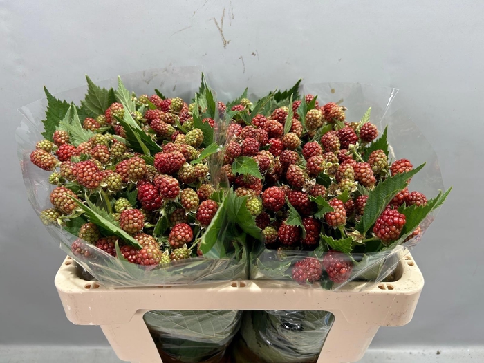 <h4>RUBUS FR CHESTER</h4>
