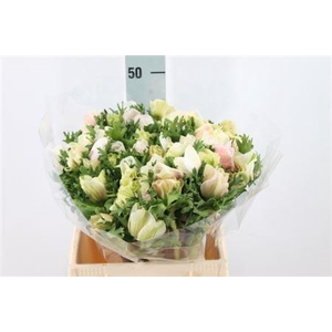 Anemone Mistral Super White