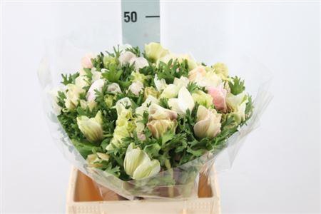 <h4>Anemone Mistral Super White</h4>