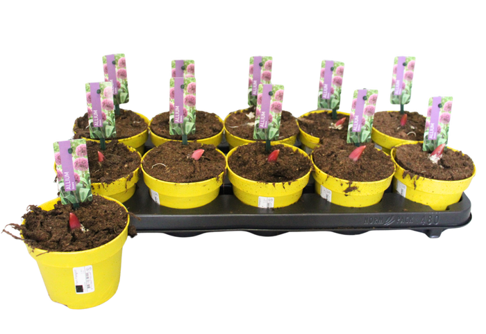 <h4>Allium Ostara 12 cm</h4>