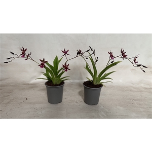 Oncidium Mieke dark 2-3 tak- 9cm