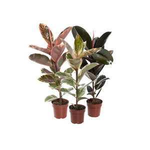 FICUS ELASTICA P17 VARIADO