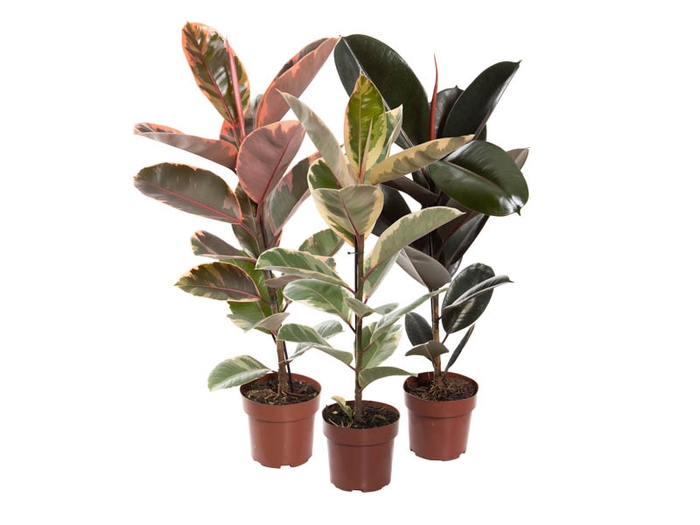 <h4>FICUS ELASTICA P17 VARIADO</h4>