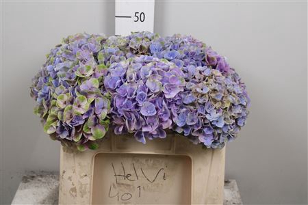 <h4>Hydr M Coral Bl</h4>