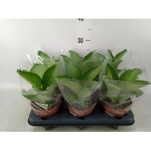 Kalanchoe NF daigremonti