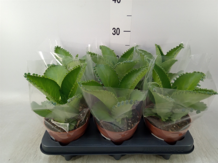 <h4>Kalanchoe NF daigremonti</h4>
