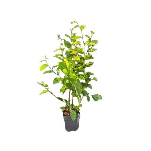 <h4>Carpinus betulus P17</h4>