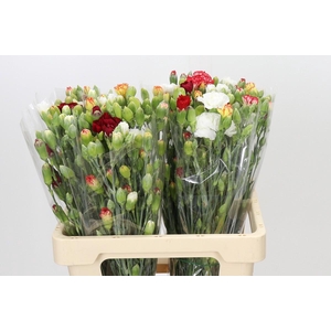 Dianthus Tr Rainbow