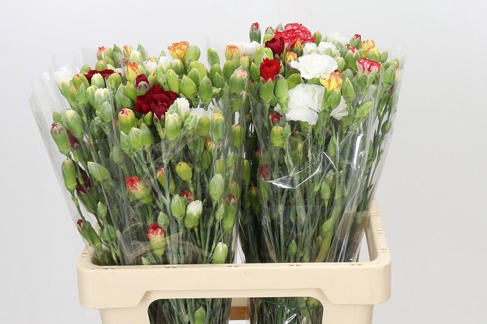 <h4>Dianthus Tr Rainbow</h4>