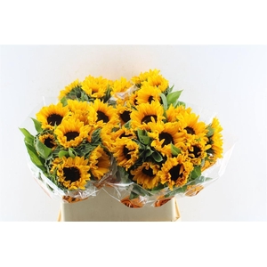 Helianthus Orange Fire