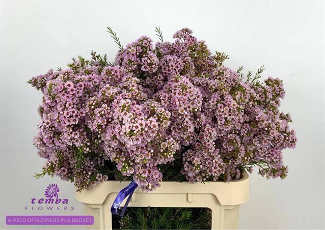 <h4>CHAME UN TITAN</h4>