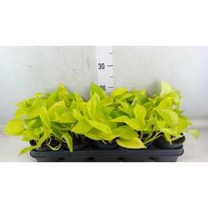 Epipremnum pinn. 'Golden Pothos'