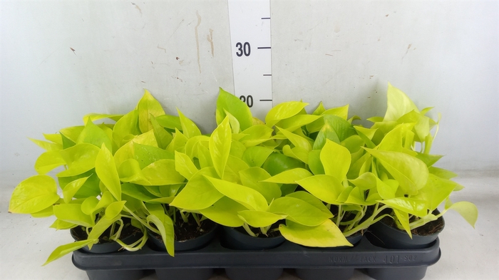 <h4>Epipremnum pinn. 'Golden Pothos'</h4>
