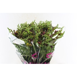 Fr Du Mandarine Orange