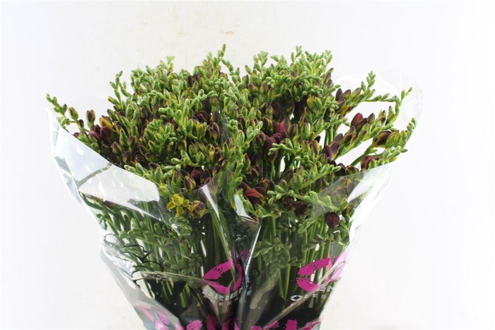 <h4>Fr Du Mandarine Orange</h4>