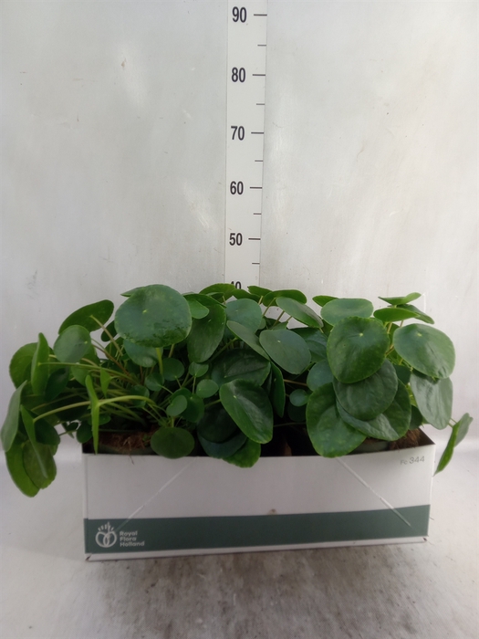 <h4>Pilea peperomoides</h4>