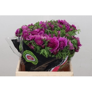 Anemone Levante Cerise