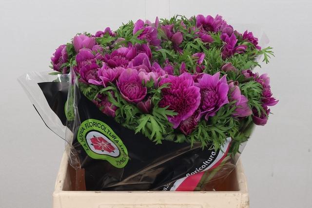 <h4>Anem Levante Cerise</h4>