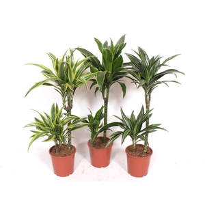 Dracaena fragrans Mixkar 45-15