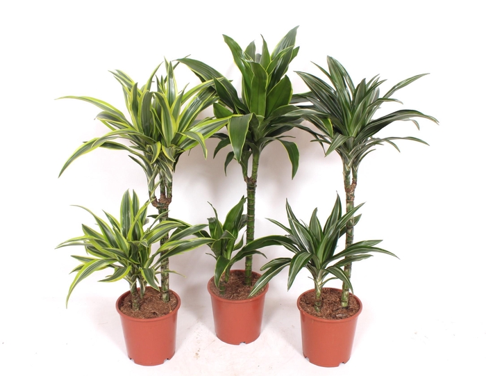 <h4>Dracaena fragrans Mixkar 45-15</h4>