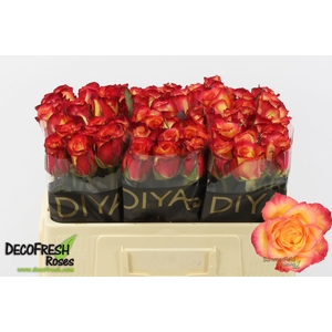 R Gr Summerfield Extra Diya