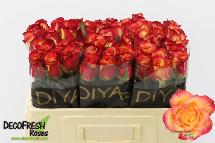 <h4>R Gr Summerfield Extra Diya</h4>
