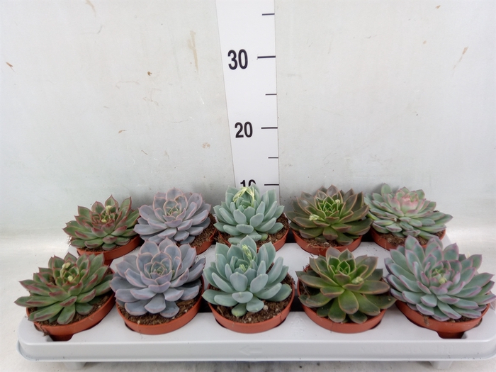 <h4>Echeveria   ...mix</h4>