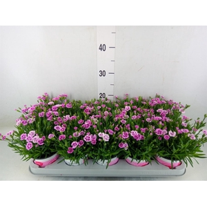 Dianthus  'Pink Kisses'