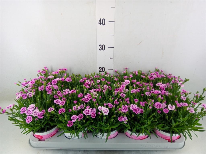 <h4>Dianthus 'Pink Kisses'</h4>