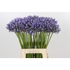 Agapanthus 'Lavender Surprise'